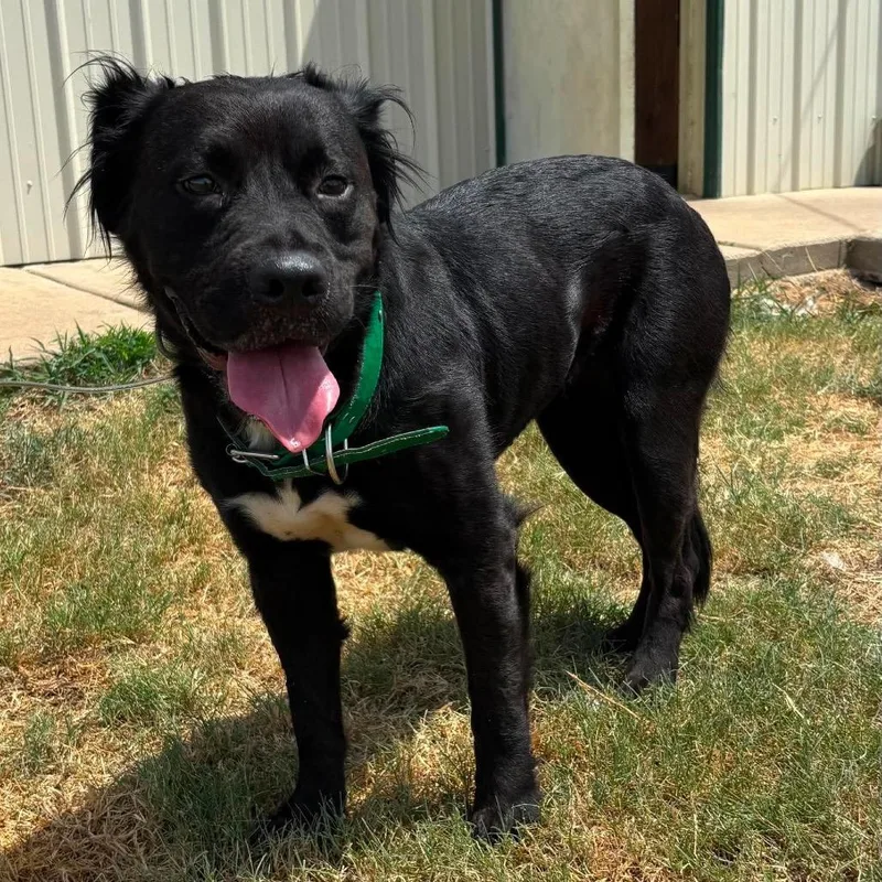 An adult medium-sized female Black Great Pyrenees dog named Amy for adoption in Hackett, AR