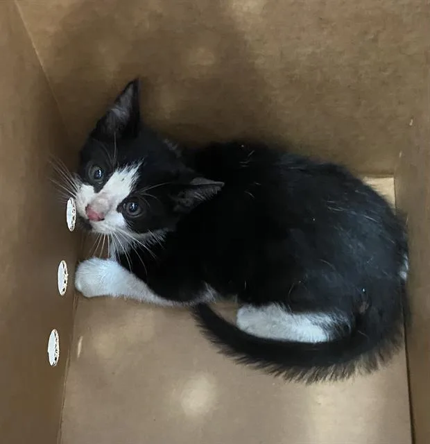 A baby medium-sized male Domestic Short Hair cat named Pepper for adoption in Dallas, TX