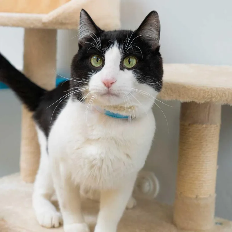 An adult large-sized male Black Domestic Short Hair cat named Dallas for adoption in Long Beach, CA