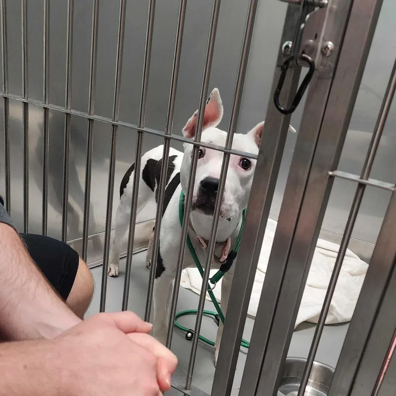A young medium-sized female White / Cream Mixed Breed dog named Old Wives Tail for adoption in Davenport, IA