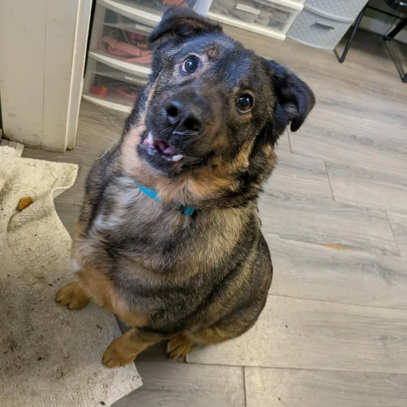 An adult large-sized male Sable Mixed Breed dog named Gunther for adoption in Greenville, PA
