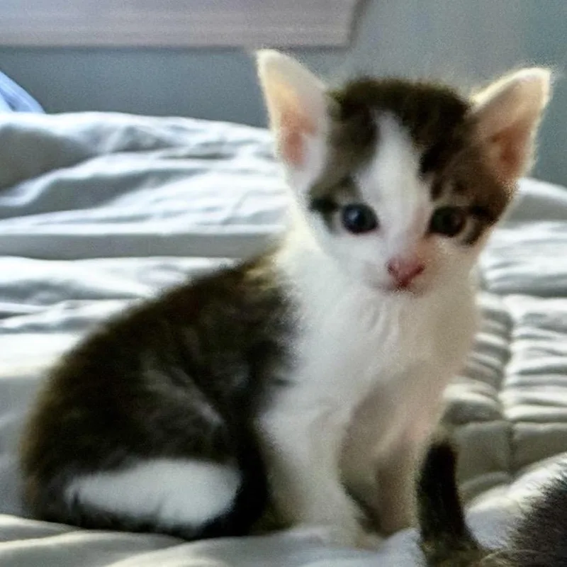 A young small-sized male Black Domestic Short Hair cat named Gabriel for adoption in Ashland, VA