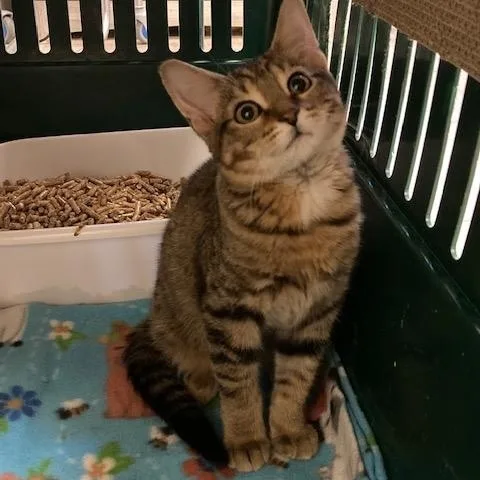 A baby small-sized male Tabby (Brown / Chocolate) Domestic Short Hair cat named Cheeken for adoption in Kankakee, IL