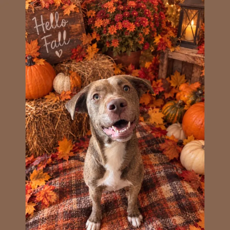 A young medium-sized female Terrier dog named Trixie for adoption in Wintersville, OH