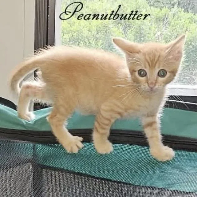 Peanutbutter