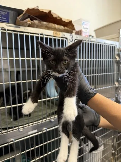 A baby small-sized male Domestic Short Hair cat named Dante Lll for adoption in Santa Maria, CA