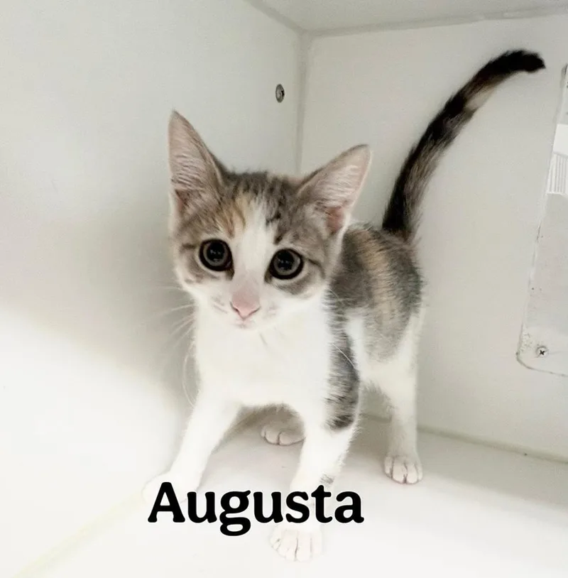 A baby small-sized female Gray & White Domestic Short Hair cat named Augusta for adoption in Rochester, IN