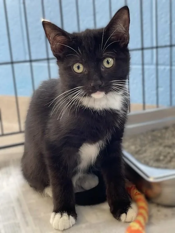 A baby small-sized male Domestic Short Hair cat named Bono for adoption in Roanoke, VA