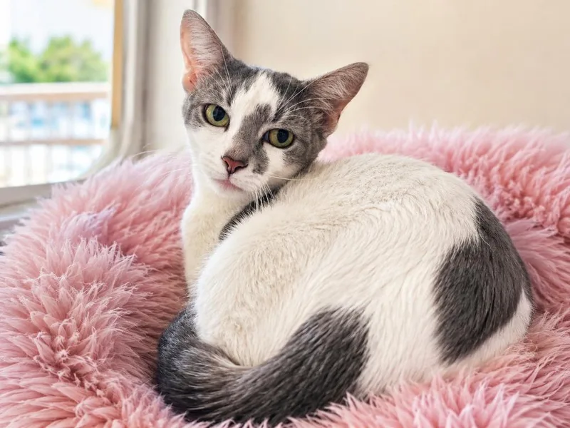 A young small-sized female Domestic Short Hair cat named Paris Greg for adoption in Sebastian, FL