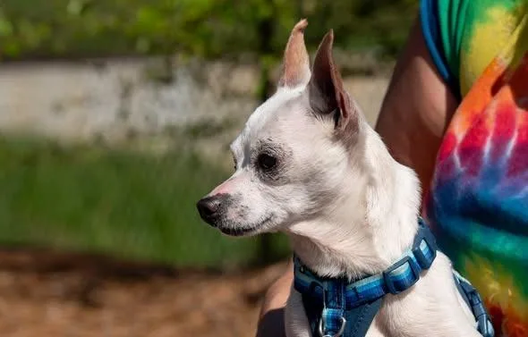 An adult small-sized male Chihuahua dog named Howie for adoption in Ellijay, GA