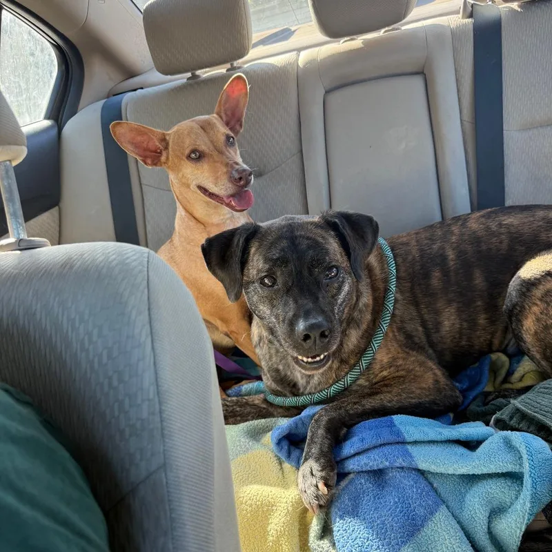 An adult medium-sized male Chihuahua dog named Hunter for adoption in San Diego, CA