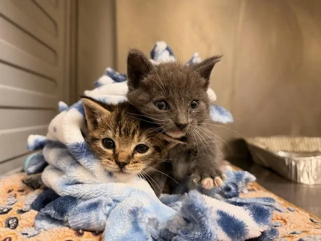 A baby small-sized female Domestic Short Hair cat named Rubi for adoption in Tustin, CA