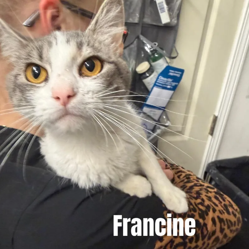 Francine Meet me at