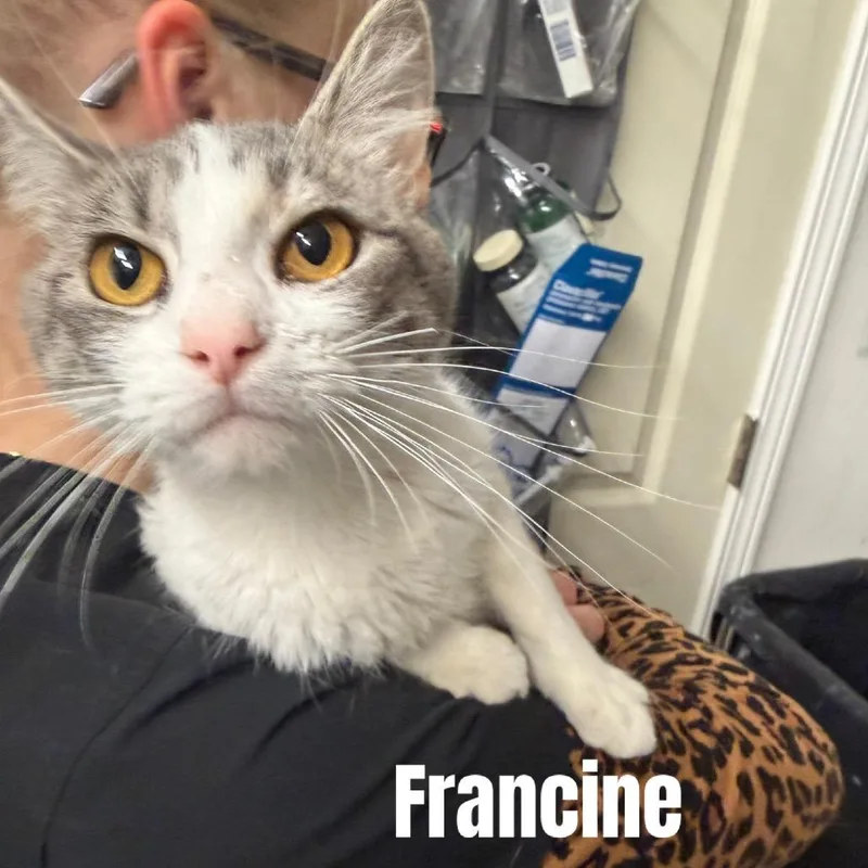 Francine Meet me at thumbnail 2