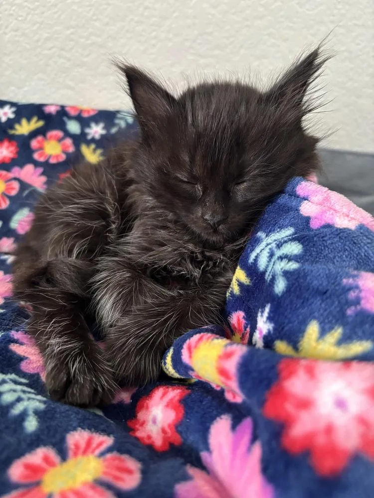 A baby medium-sized male Black Domestic Medium Hair cat named Rune for adoption in Salinas, CA
