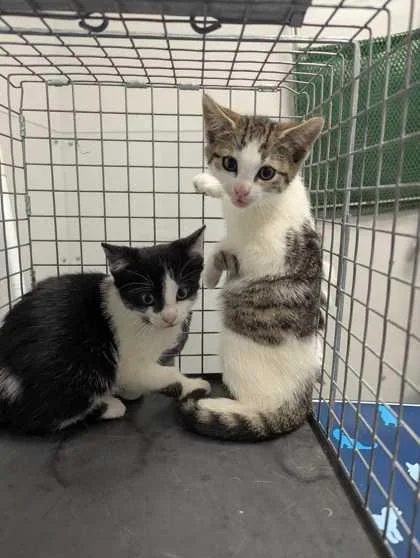 A baby small-sized female Domestic Short Hair cat named Yeng for adoption in Sevierville, TN