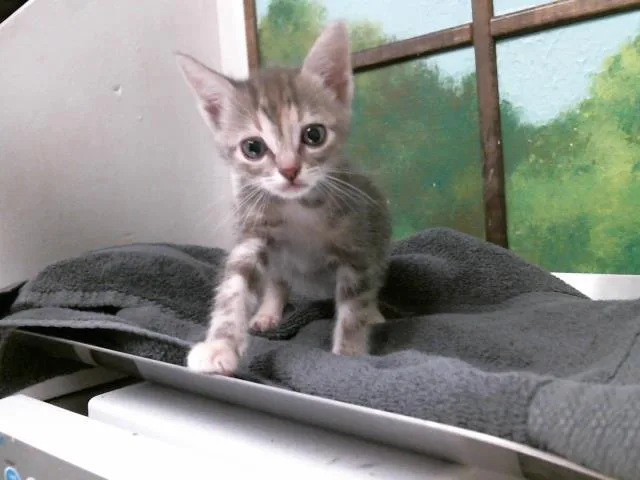 A baby small-sized female Domestic Short Hair cat named Momo for adoption in Houston, TX