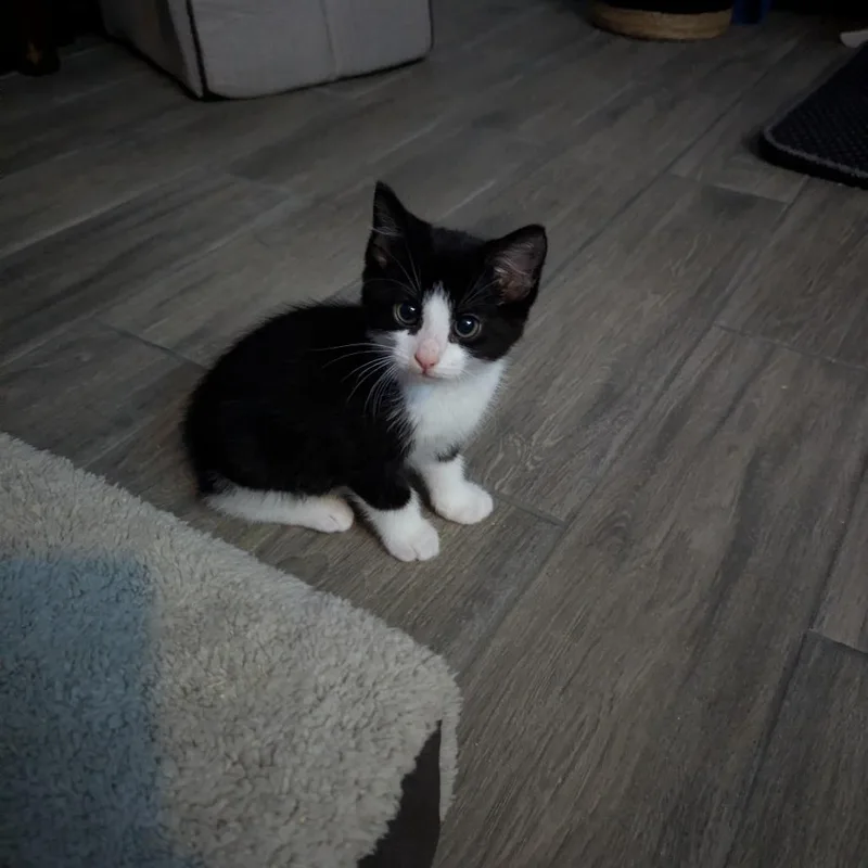 A baby small-sized female Black Domestic Short Hair cat named Ruckus for adoption in Newcastle, OK