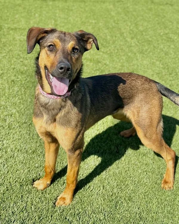 A young large-sized female German Shepherd Dog dog named Nelly for adoption in Novato, CA