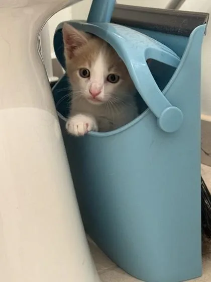 A baby small-sized male Domestic Short Hair cat named Jasper for adoption in Honolulu, HI