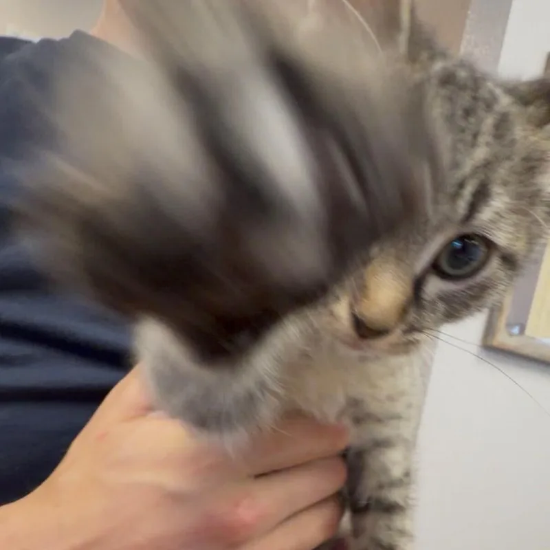 Mouse thumbnail 2