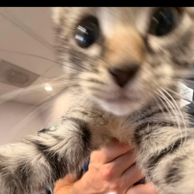 Mouse thumbnail 6