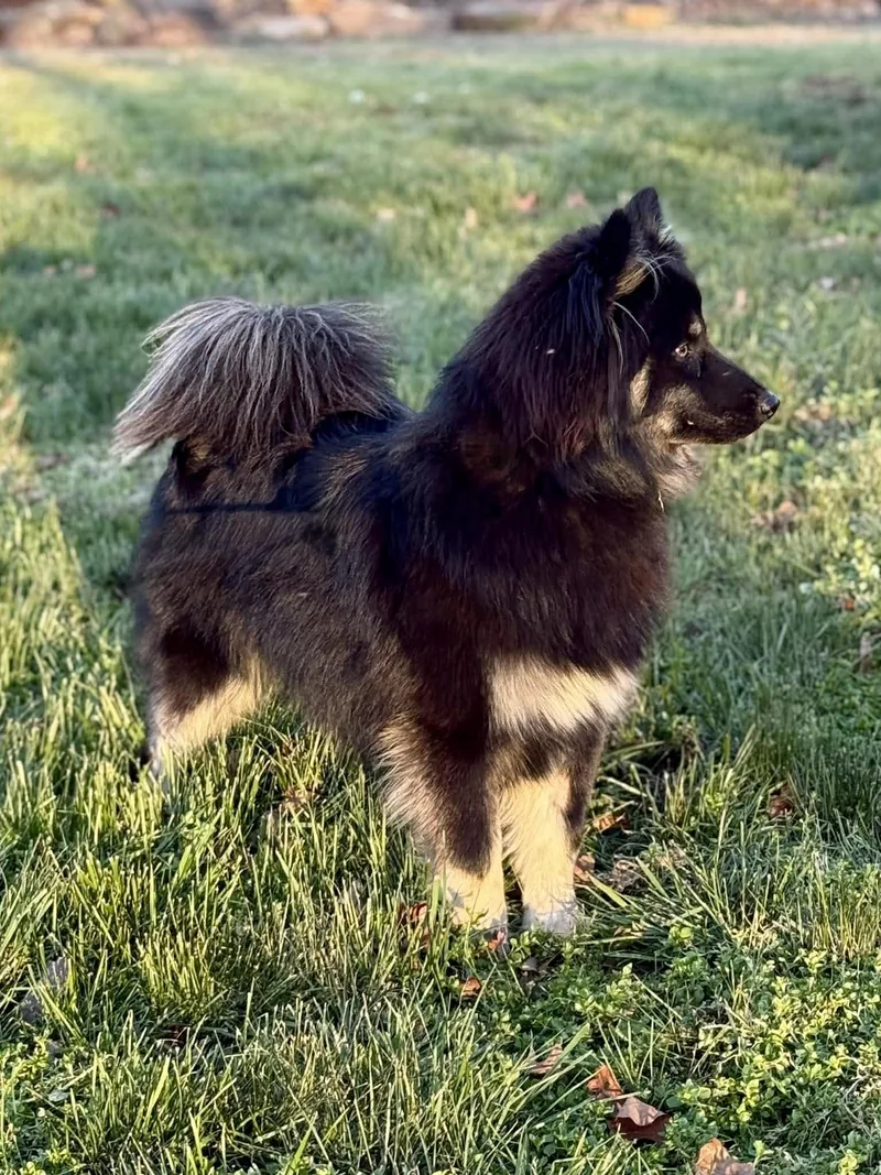 Maximus Mcfloof thumbnail 3