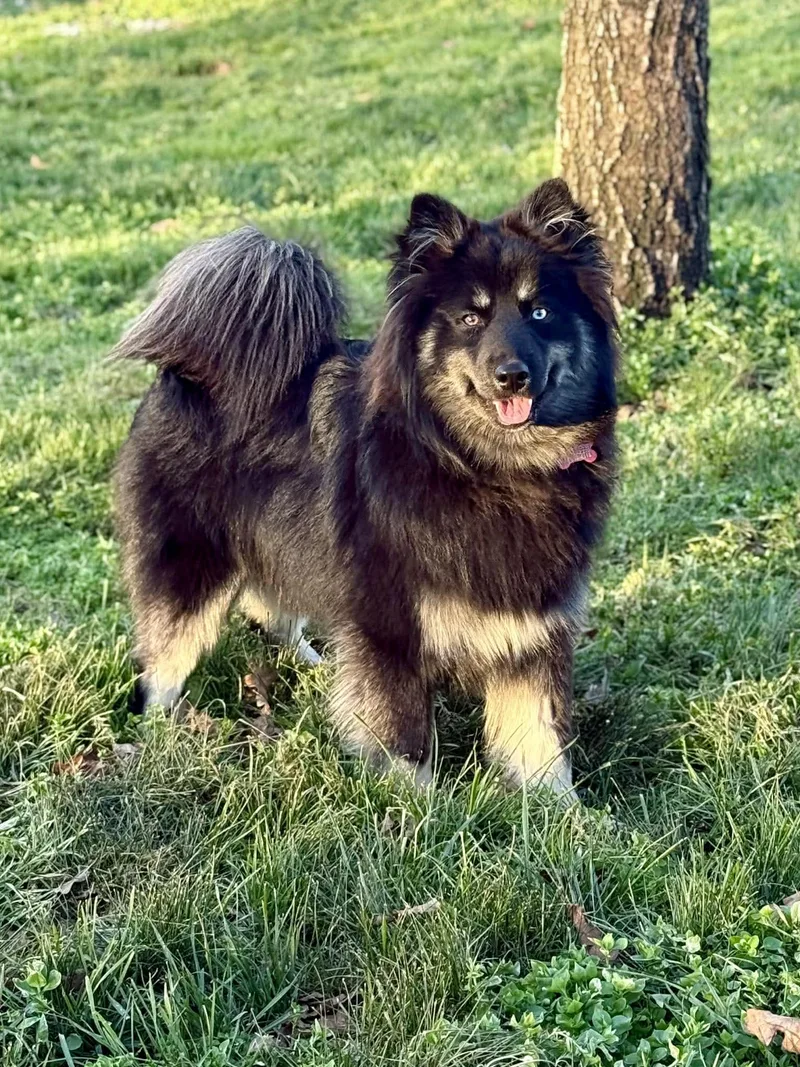 Maximus Mcfloof thumbnail 5