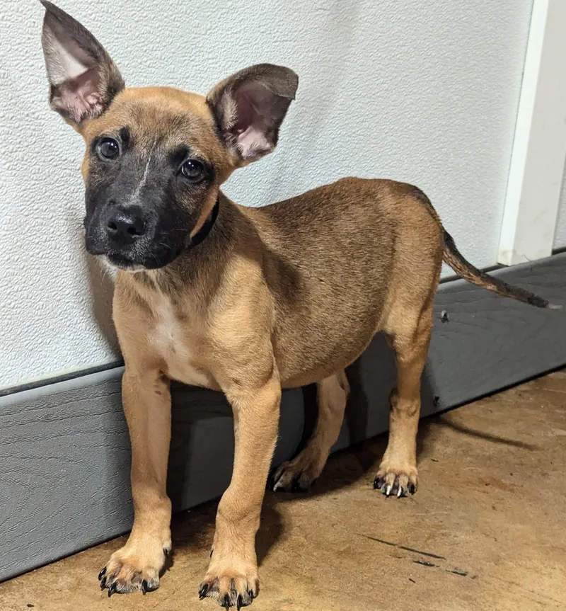 A baby medium-sized male Bicolor Black Mouth Cur dog named Spud for adoption in Jackson, GA
