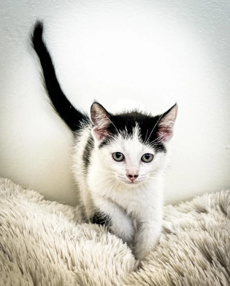 A baby small-sized female Domestic Short Hair cat named Marty for adoption in St. Ignace, MI