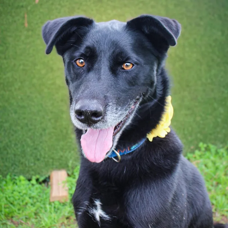 An adult large-sized male Black Labrador Retriever dog named Butters for adoption in Lake Jackson, TX