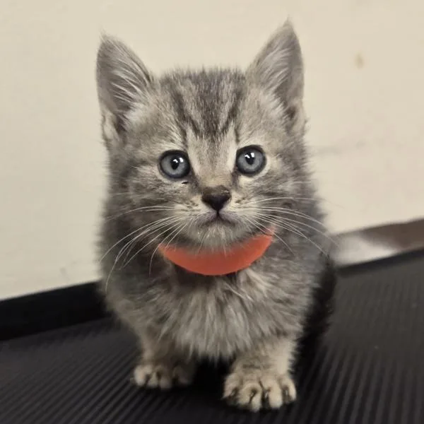 A baby small-sized female Domestic Short Hair cat named Quesarito for adoption in Oakland, CA