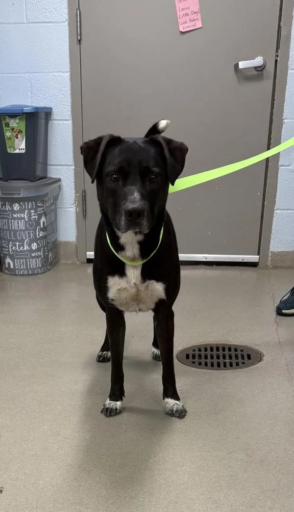An adult medium-sized male Labrador Retriever dog named Heinikke for adoption in Millersville, MD