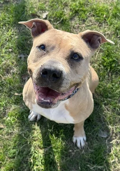 Gemma