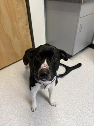 An adult medium-sized male Black Mixed Breed dog named Ruger for adoption in Roseburg, OR