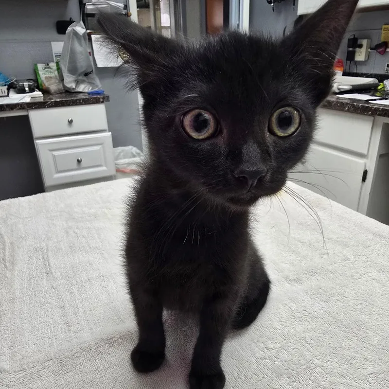A baby small-sized female Black Domestic Short Hair cat named Skelley for adoption in Fort Bragg, CA