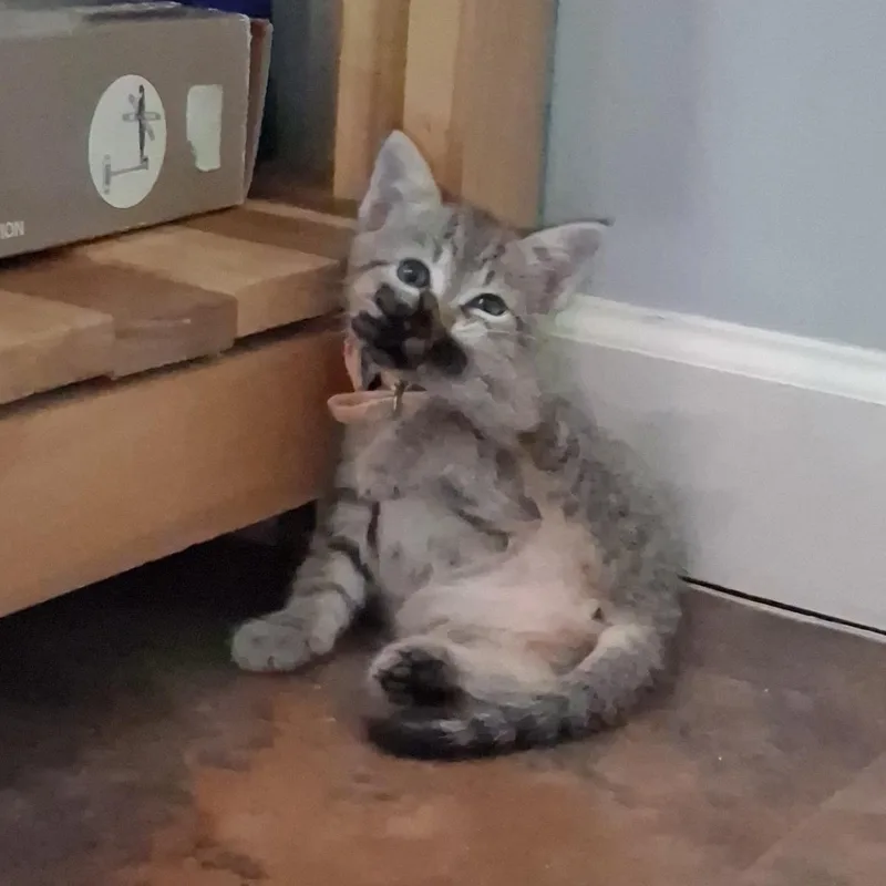 A baby medium-sized female Tabby (Buff / Tan / Fawn) Domestic Short Hair cat named Praline for adoption in Charleston, SC