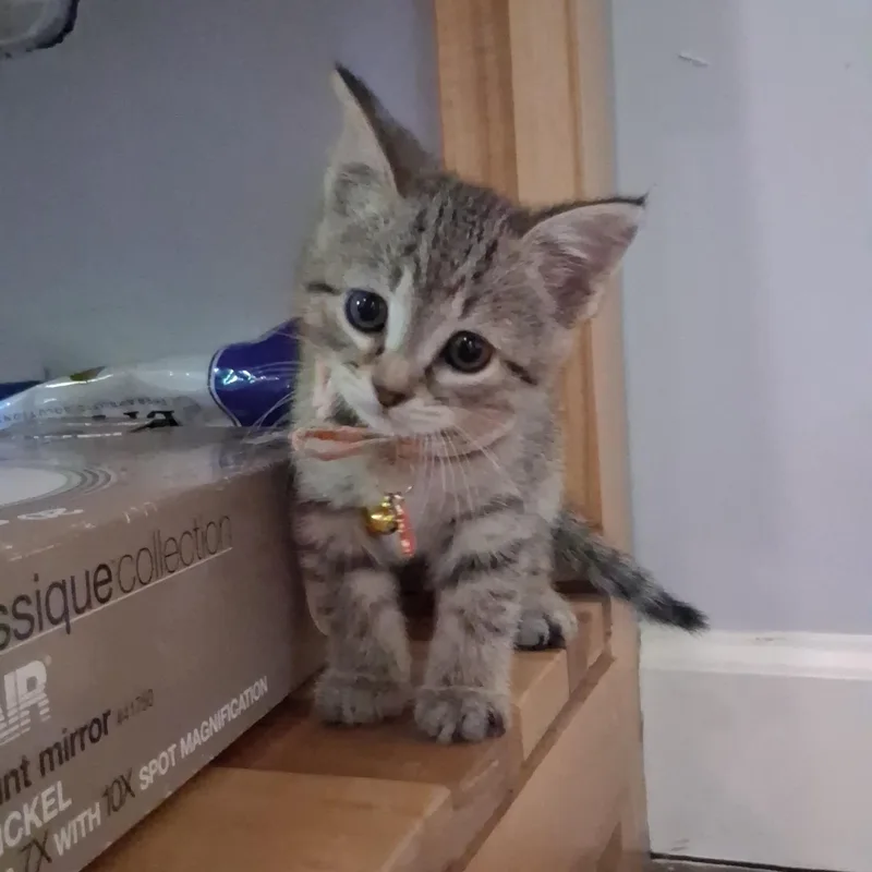 Praline thumbnail 2