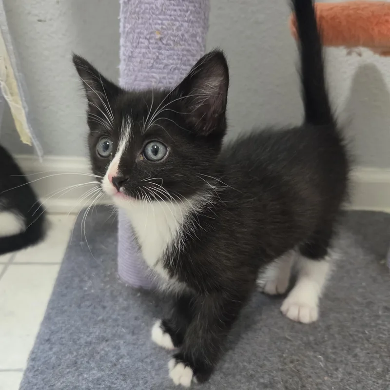 A baby small-sized male Black & White / Tuxedo Domestic Short Hair cat named Peacock for adoption in Indianapolis, IN