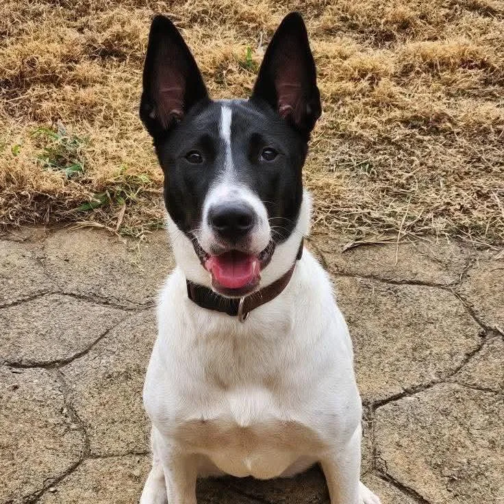 A young large-sized female Australian Cattle Dog / Blue Heeler dog named Dani Girl for adoption in Bradenton, FL
