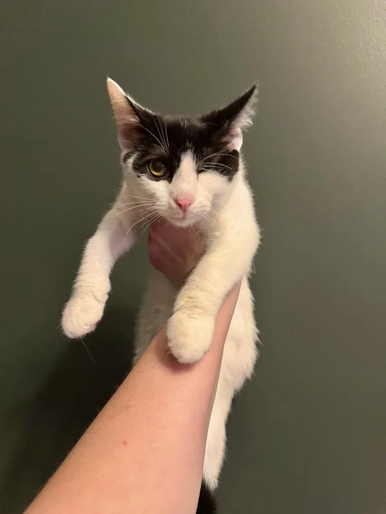 A baby small-sized male Black & White / Tuxedo Domestic Short Hair cat named Nick Purry for adoption in Chicago, IL