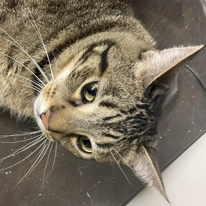 An adult small-sized male Brown / Chocolate Domestic Short Hair cat named Peppermint for adoption in Los Angeles, CA