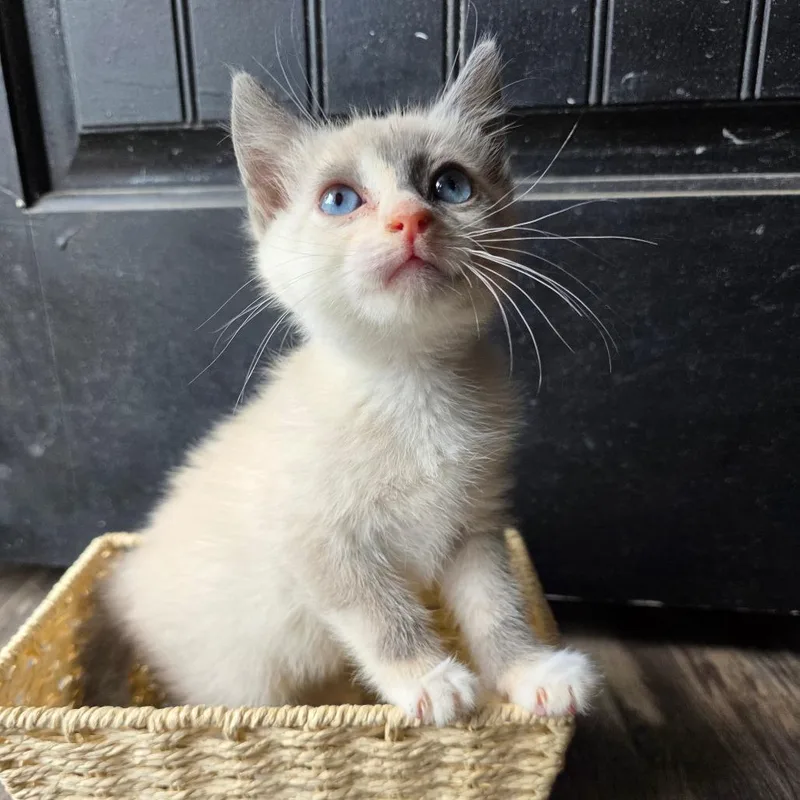 A baby small-sized female Flame Point Domestic Short Hair cat named Sable for adoption in Greenville, NC