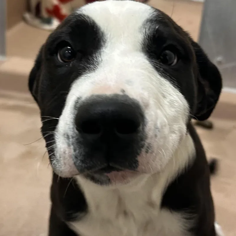 Daisy