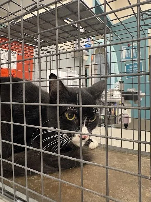 An adult medium-sized male Domestic Short Hair cat named Lionel for adoption in Las Vegas, NV