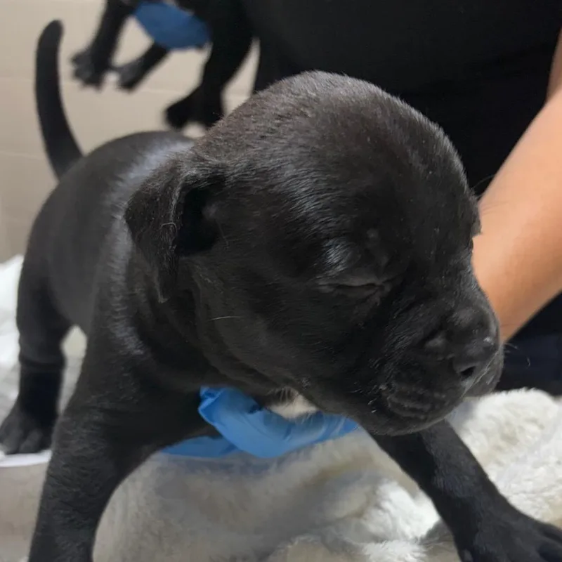 A baby small-sized male Black Mixed Breed dog named Pesto for adoption in Milton, FL