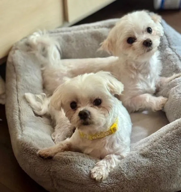 An adult small-sized male Maltese dog named Cooper And Benny for adoption in Springfield, VA
