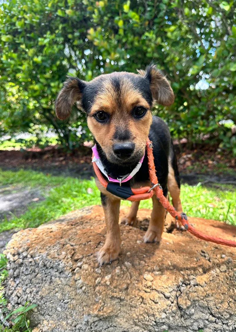 A baby small-sized male Miniature Pinscher dog named Brownie for adoption in Margate, FL