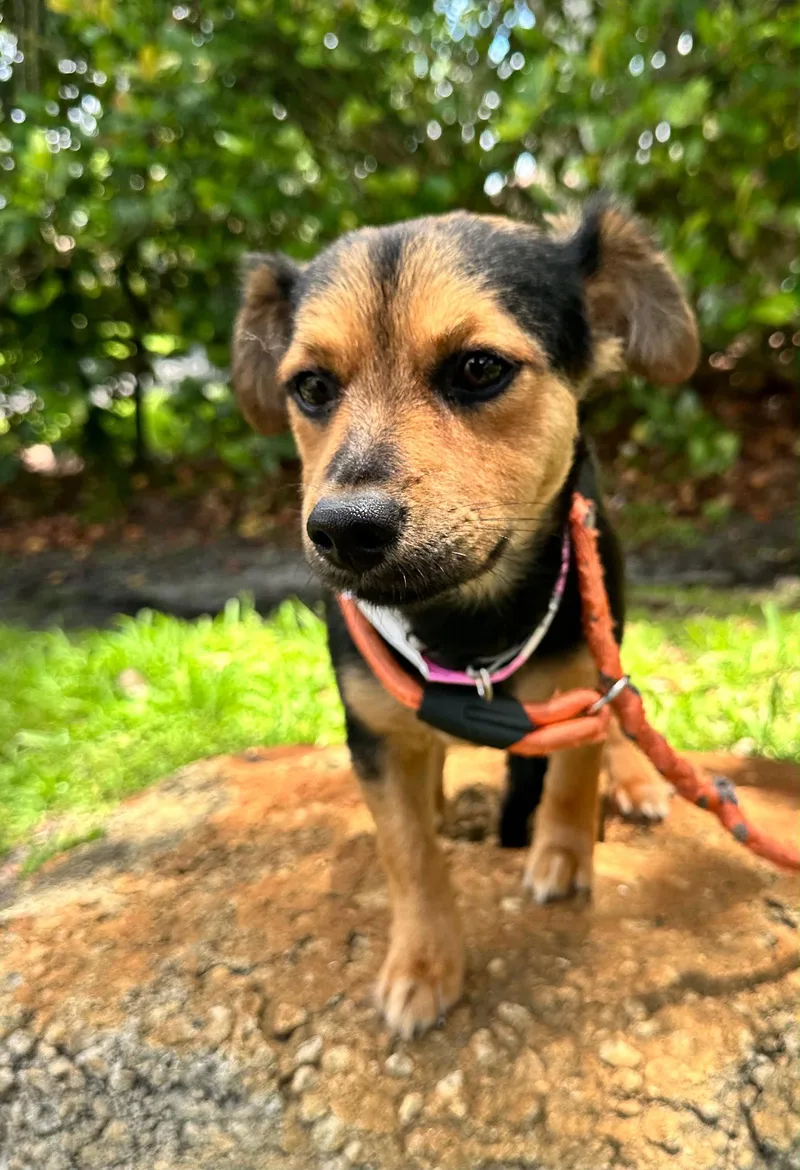 Brownie thumbnail 3