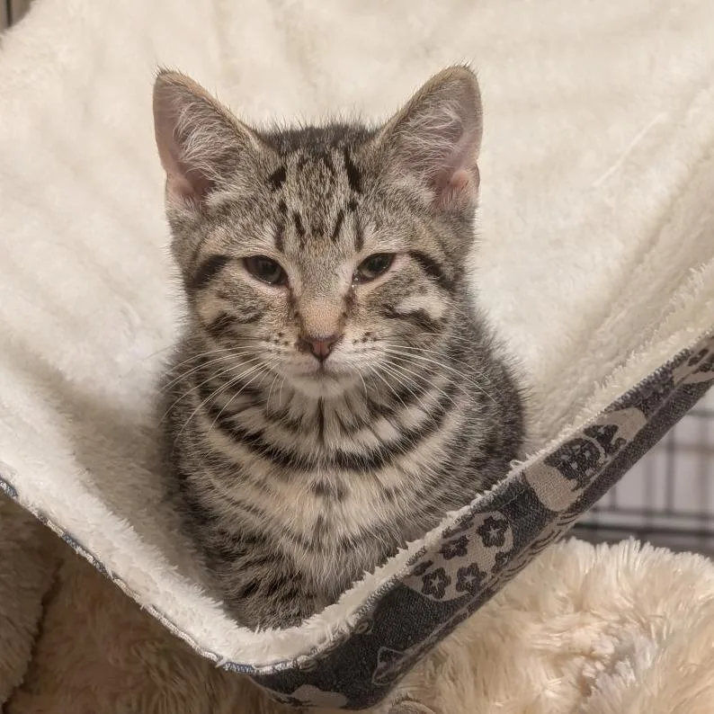 A baby small-sized male Gray / Blue / Silver Domestic Short Hair cat named Jerky for adoption in La Grange, KY